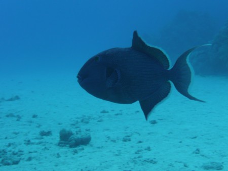 Ostenec černý (Odonus niger) - Triggerfish